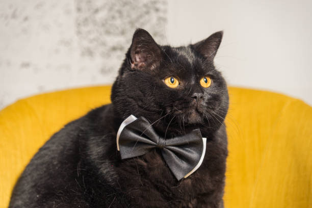 istock Black cat. Black Cat with Butterfly on the neck 693188400