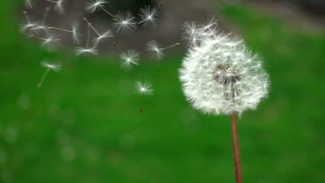 CU SLO MO Dandelion blowing in nature Chicago, USA