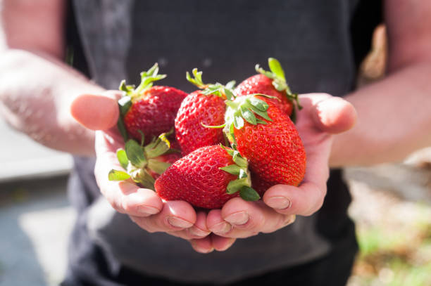 istock Berries of strawberries in hands. macro 693191808