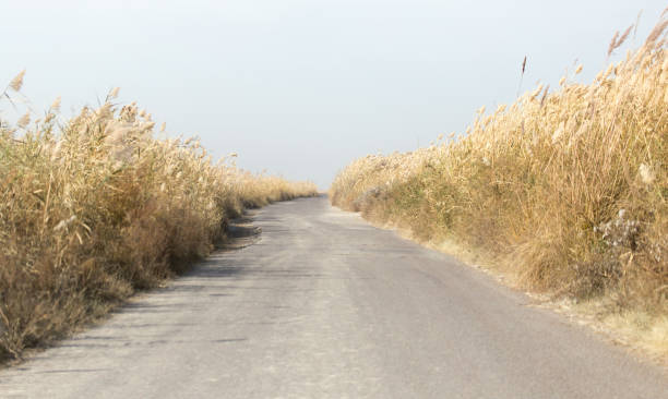 istock asphalt road in the reeds 693195498