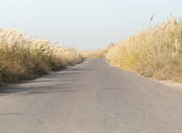 asphalt road in the reeds