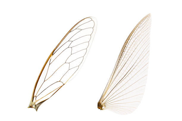 istock Wings of insect 693197004