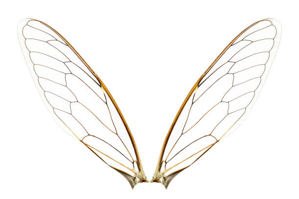 istock Wings of insect 693197016