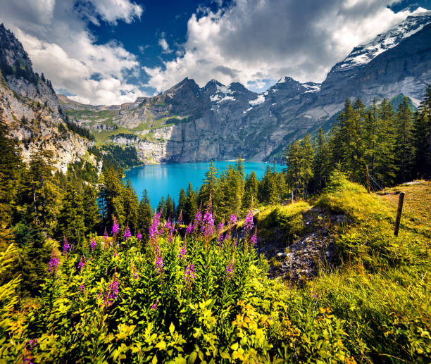 Colorful summer morning on unique lake - Oeschinen (Oeschinensee) Colorful summer morning on unique lake - Oeschinen (Oeschinensee), UNESCO World Heritage Site. Beautiful outdoor scene in Bernese Oberland Alps, Switzerland, Europe. lake oeschinensee stock pictures, royalty-free photos & images