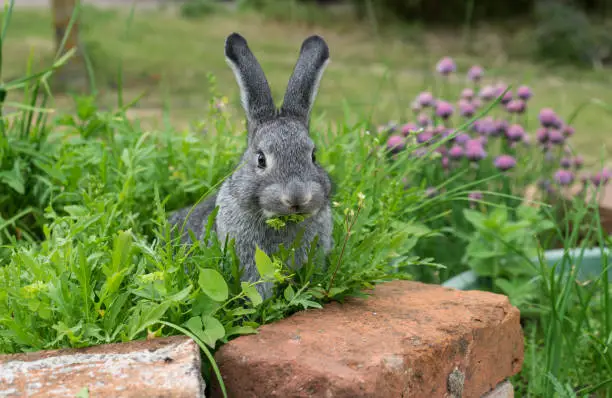 Photo of Gray rabbit