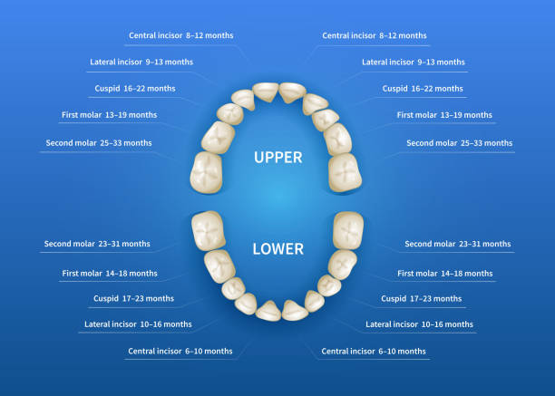 kinder mund mit zahn nummerierung diagramm auf blauem hintergrund - beißring stock-grafiken, -clipart, -cartoons und -symbole