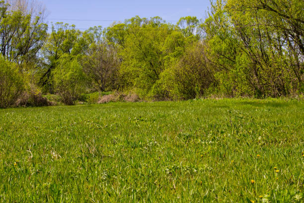 istock Spring landscape with green meadow and trees 693203946
