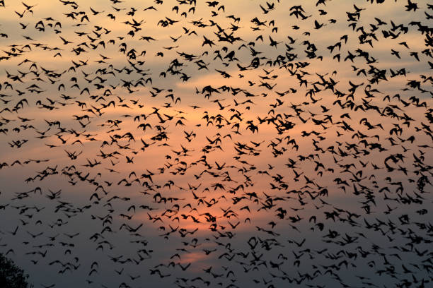 istock Flocking behavior of Starlings Birds in Bikaner 693207752
