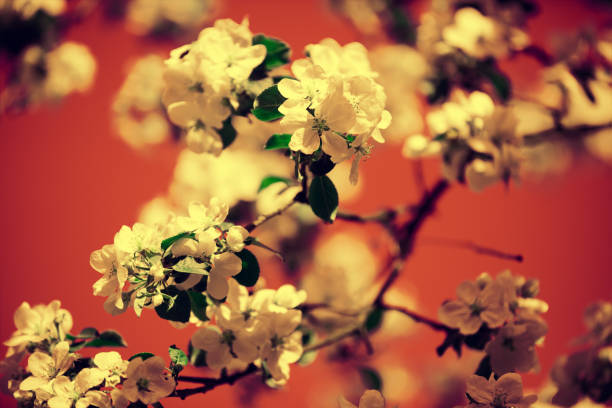 Red vintage blossom apple tree branch at sunrise. Spring natural background