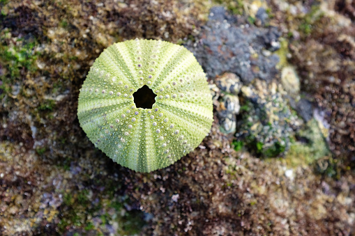 The remains, shell, or exo skeleton of a sea urchin by a coastal rock pool.