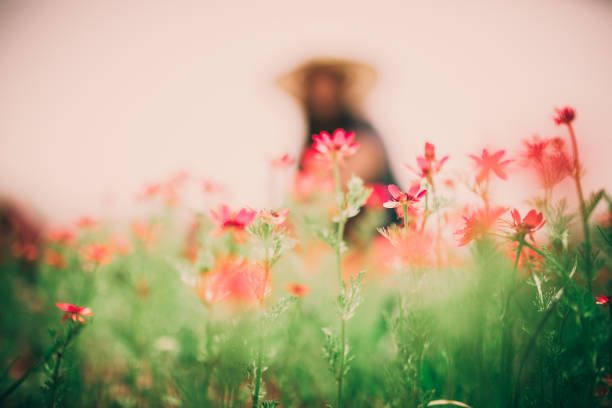 a woman in nature - wheat freedom abundance human hand imagens e fotografias de stock