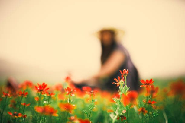 a woman in nature - wheat freedom abundance human hand imagens e fotografias de stock