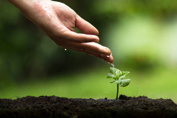 istock Plant a tree in nature,coffee tree,fresh,Drops of water 693236942