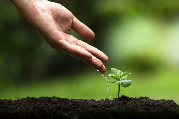 istock Plant a tree in nature,coffee tree,fresh,Drops of water 693237150