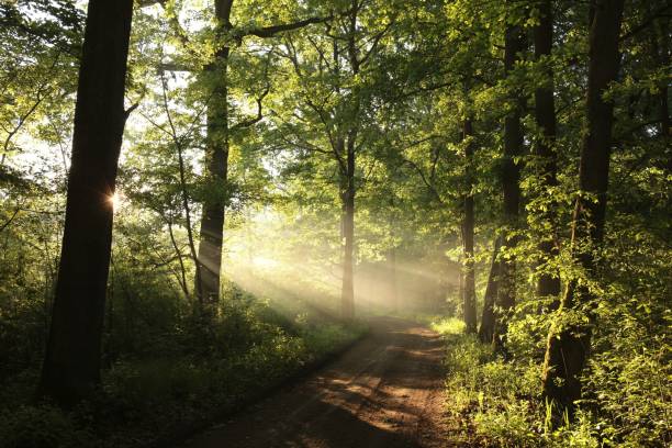 istock Rural road through a foggy spring forest 693237436