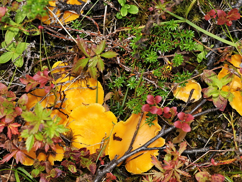 Chanterelles in their natural environment in the forest
