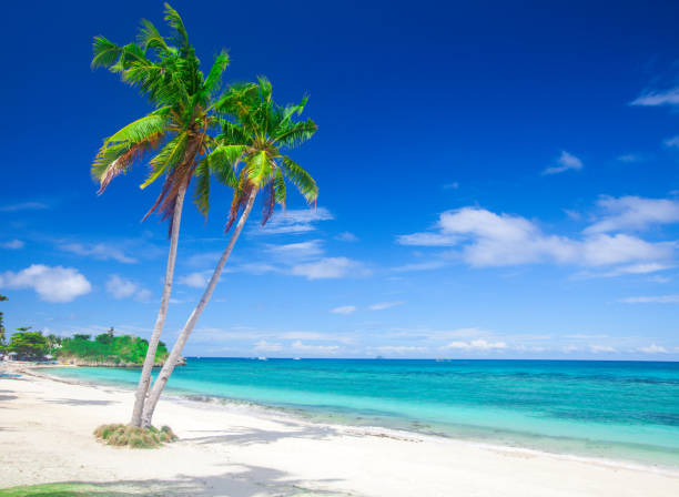 istock tropical beach with coconut palm 693238646