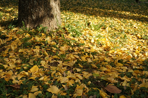 Yellow leaves fallen during autumn