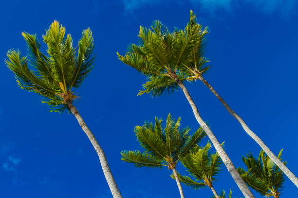 istock Group of palm trees on  blue sky background 693245172