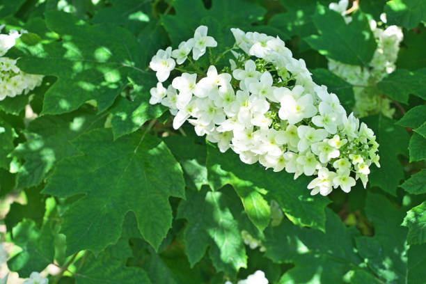 Flower of the Hydrangea quercifolia