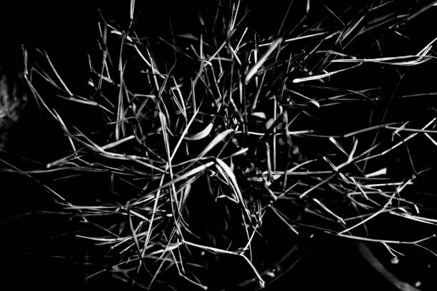 monochrome Abstract dark mystery narrative halloween concept