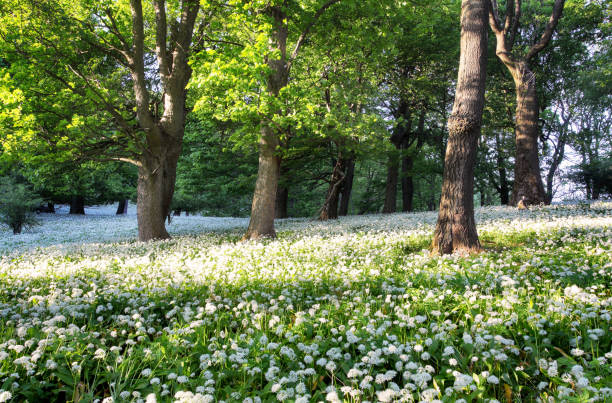 istock Forest green landscape with tree and white flowers 693255494