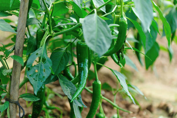 istock green pepper plants in growth at vegetable garden 693256146