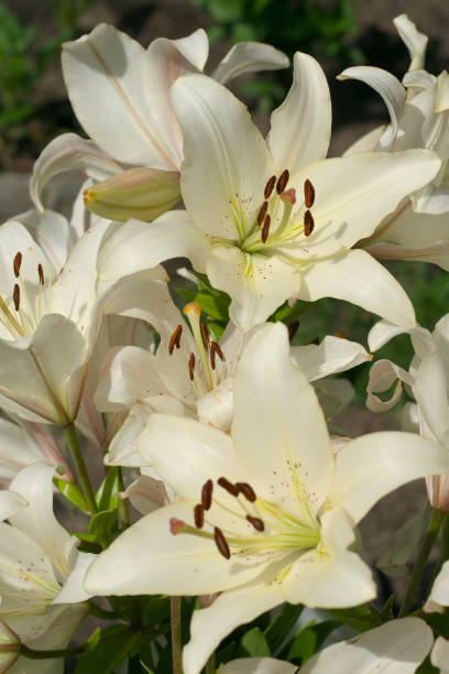 istock closeup Lily flowers in a garden 693256148