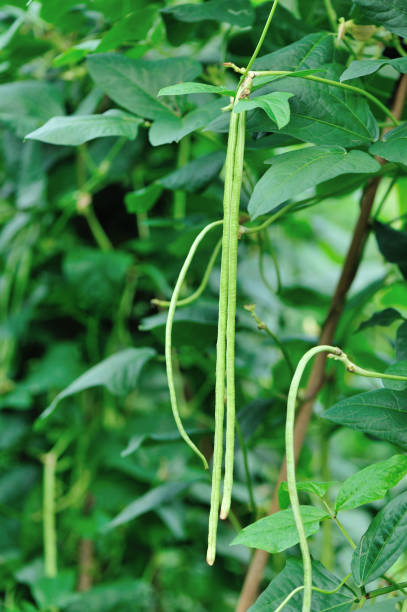 istock Long bean plants in growth at vegetable garden 693259172