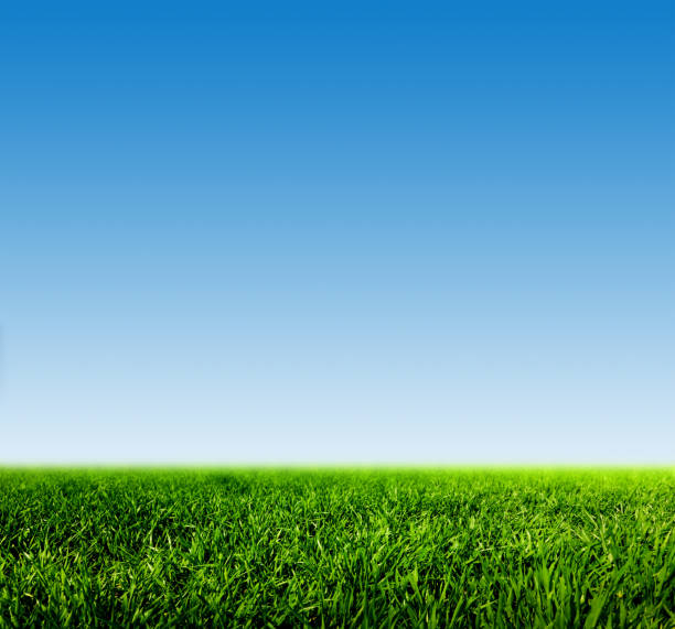 istock Green grass on spring field against blue clear sky 693262826