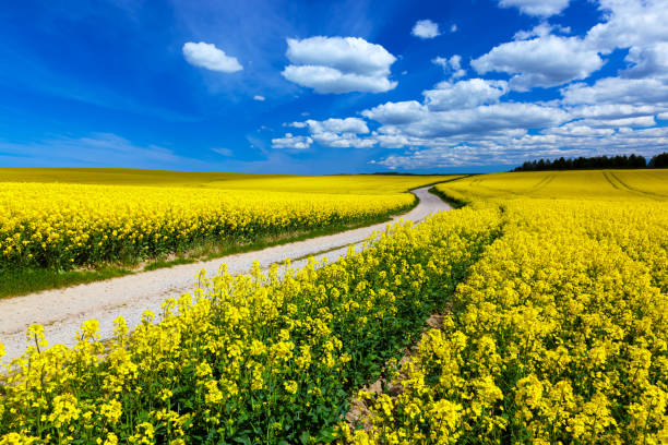 campagne champ paysage avec des fleurs jaunes - colza de printemps. - colza photos et images de collection