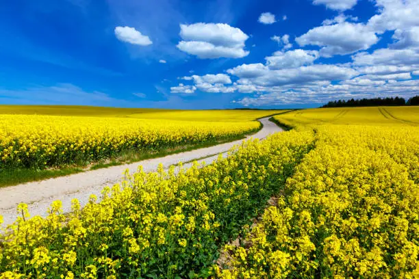 Countryside spring field landscape with yellow flowers - rape. Blue sky, rural way.