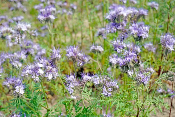 Phacelia (phacelia, scorpionweed, heliotrope). Flower-honey for bees and nitrogen fertilizer for soil in the garden