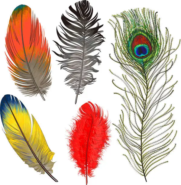 Vector illustration of Hand drawn set of various colorful bird feathers, vector illustration