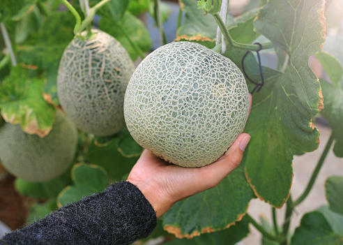 Woman hands holding melon in greenhouse melon farm.