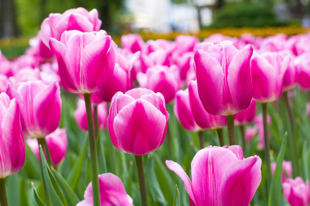istock flowers pink tulips. 693268798