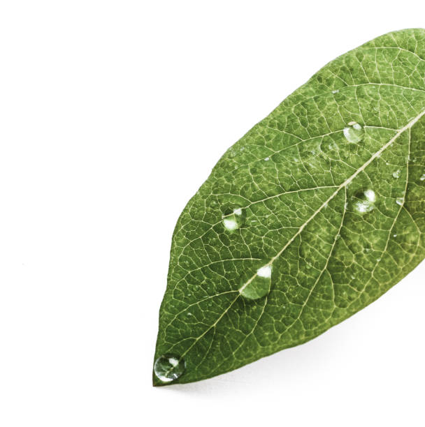 istock green leaf with drops of water. backgound 693268834