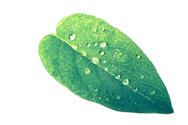 istock green leaf with drops of water. backgound 693269300