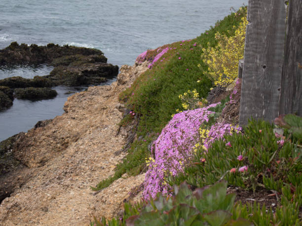 istock Flowers on a cliff at Pigeon Point, California 693269502