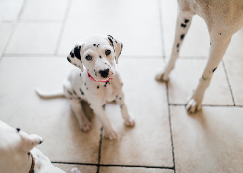 Small Dalmatian puppy sits on a tiled floor looking at the camera. Legs of a mature Dalmatian can be seen and part of another puppy that is unrecognisable