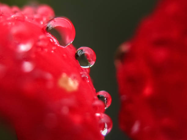 istock drop of water on plant 693272714