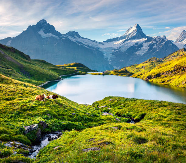 Wetterhorn and Wellhorn peaks reflected in water surface of Bachsee lake Wetterhorn and Wellhorn peaks over Bachsee lake. Colorful summer scene in Bernese Oberland Alps, Grindelwald location, Innertkirchen, Switzerland, Europe. Grindlewald stock pictures, royalty-free photos & images