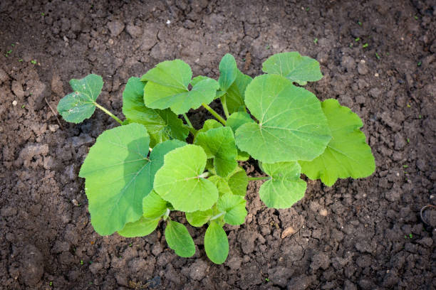 istock Bush of pumpkin 693273318