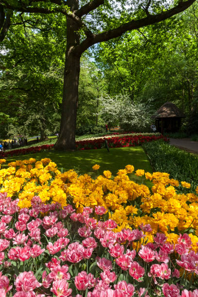 istock The tulip field in Netherlands 693273970