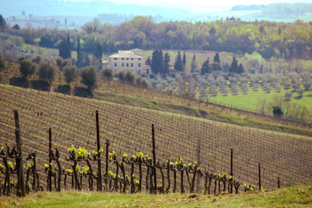 farmhouse and cypress trees in tuscany