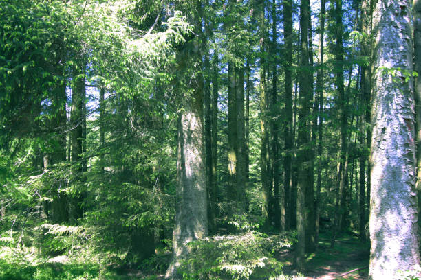 istock Walk in the woods 693279168