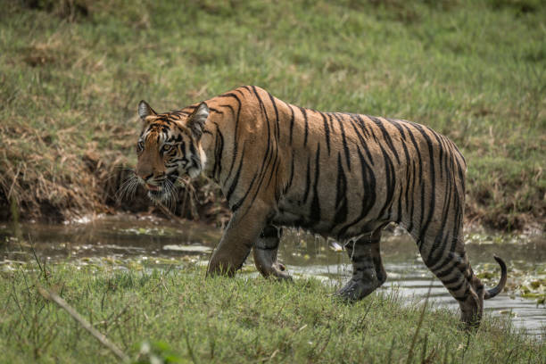 istock Bengal tiger climbs riverbank right-to-left in sunshine 693279930