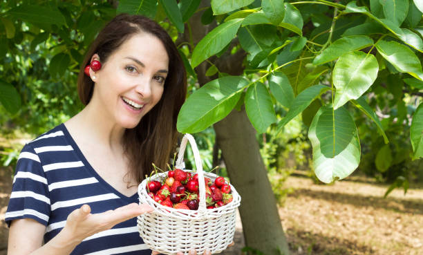 istock Woman collecting cherries. 693285040