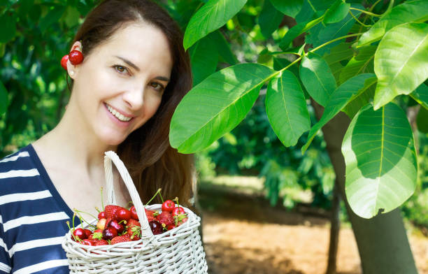 istock Woman collecting cherries. 693288292