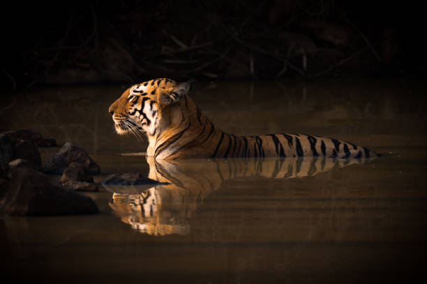 istock Bengal tiger lying in shadowy water hole 693289304